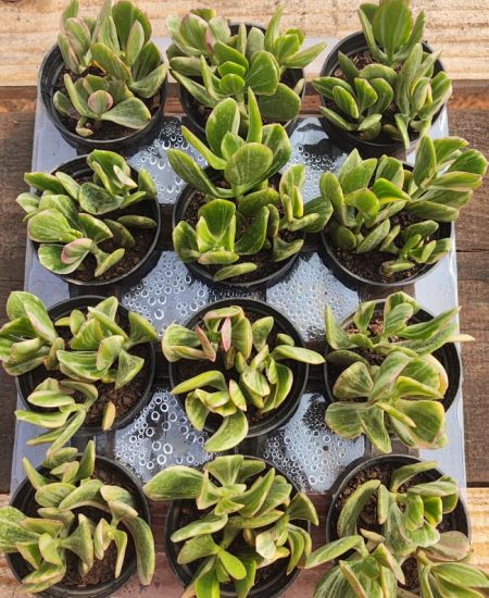 WhatsApp Image 2025-09-04 at 16.06.26