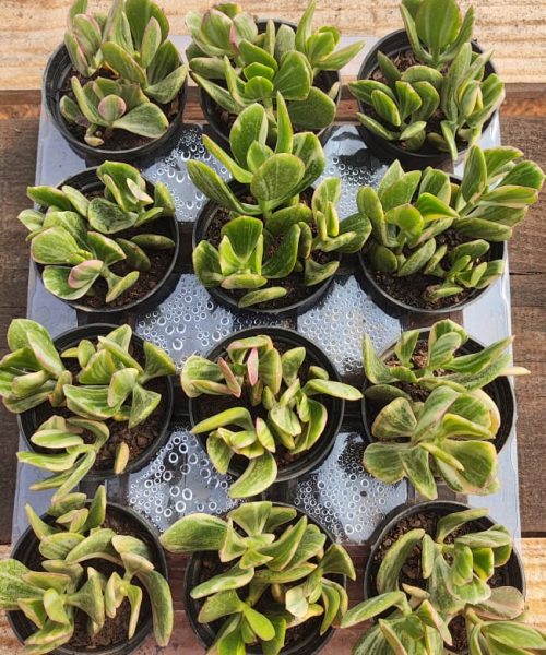 WhatsApp Image 2025-09-04 at 16.06.26